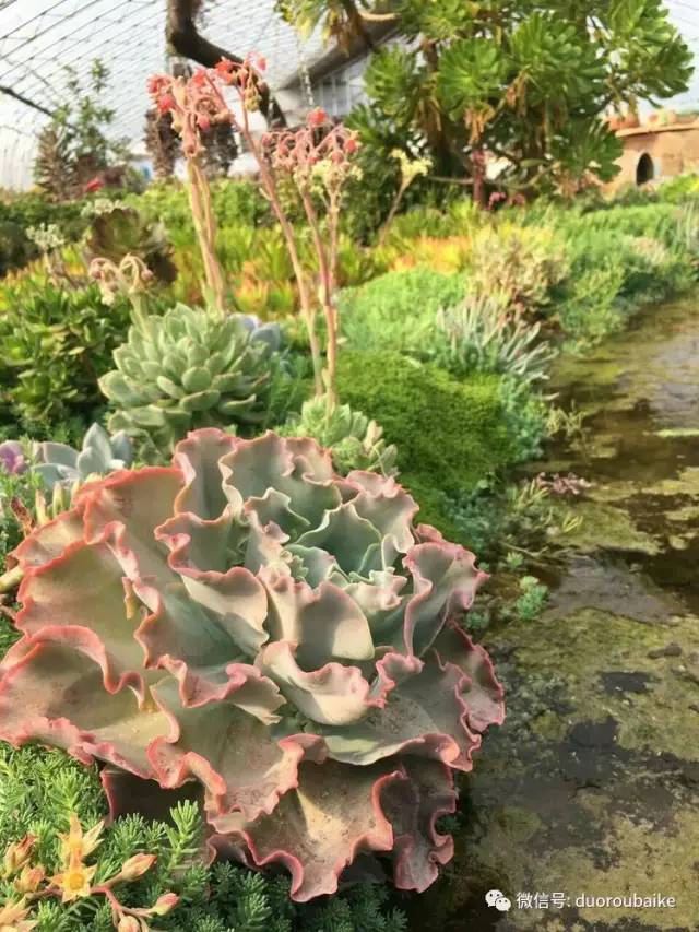 如何拒绝多肉伸手党,多肉伸手的正确方式