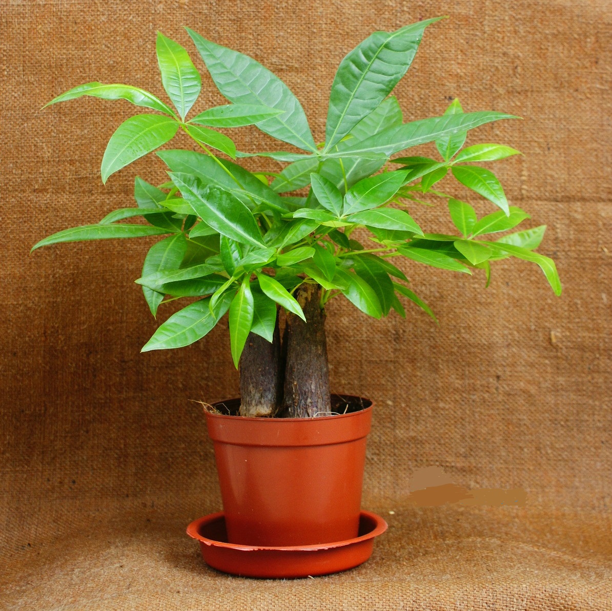 富贵竹发财树八方来财种植环境,富贵竹发财树金钱树哪个好养