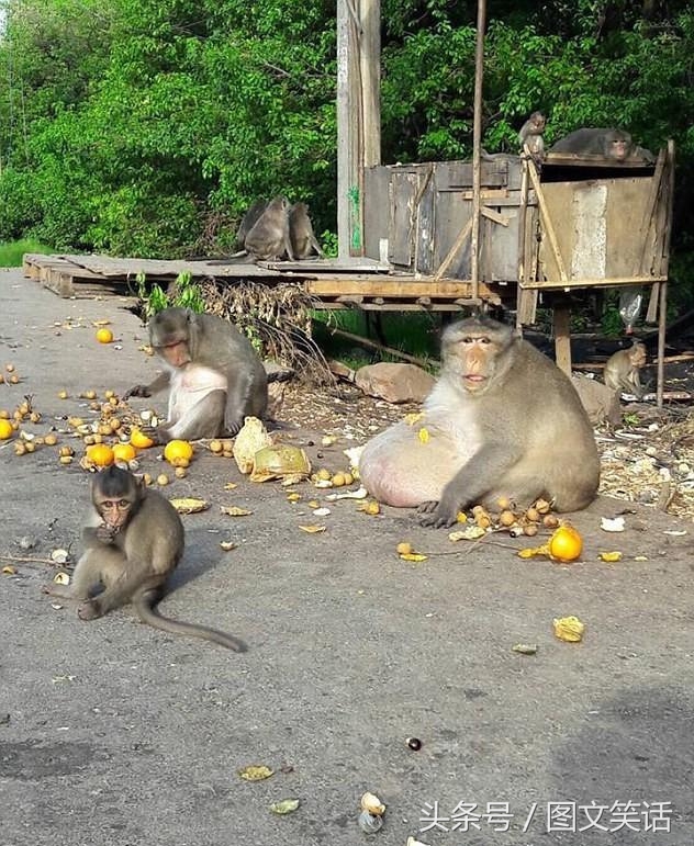 图文笑话：兄弟，你说普通话吧，你这四川话我听的脑壳疼