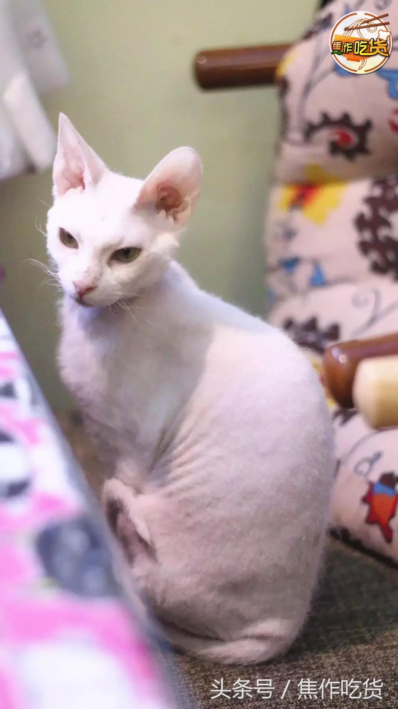 焦作推荐猫咖,焦作新区猫咖