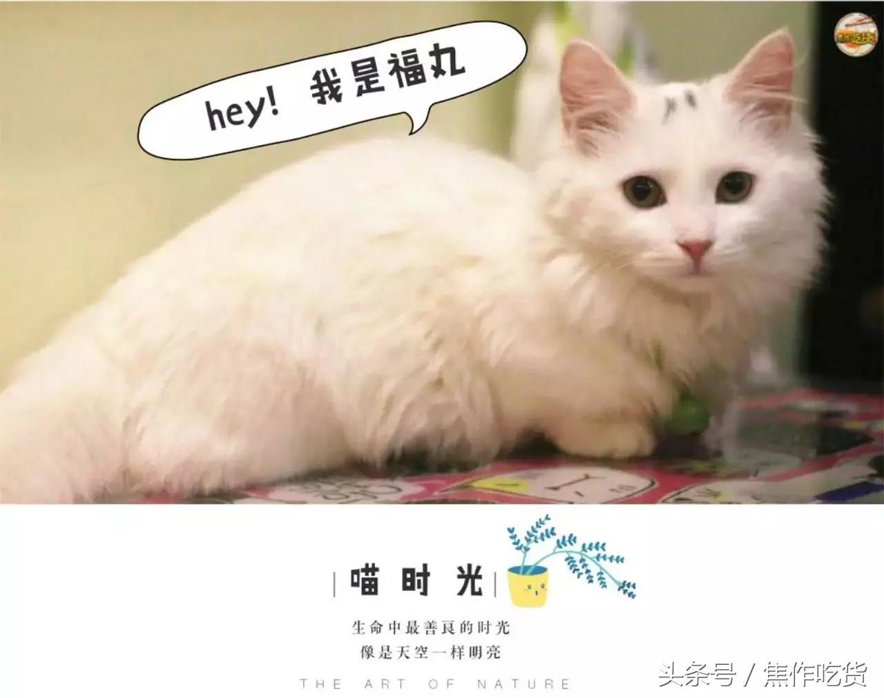 焦作推荐猫咖,焦作新区猫咖