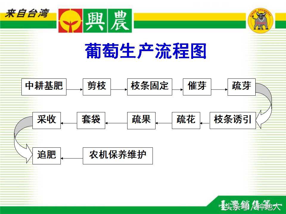 巨峰葡萄栽培技术全过程,巨峰葡萄种植管理技术