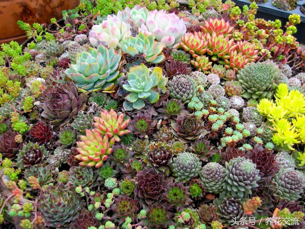 多肉植物以前丢路边都没人要,为什么现在的年轻人抢着买?