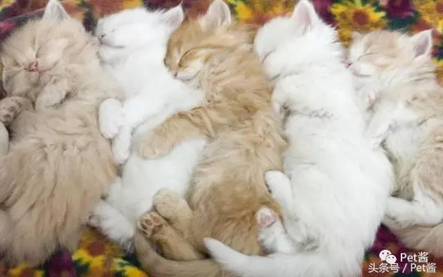 测一测你家猫咪是什么品种,测一测猫咪年龄