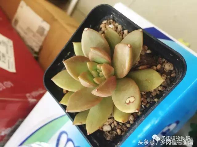 宿舍多肉品种推荐,宿舍多肉