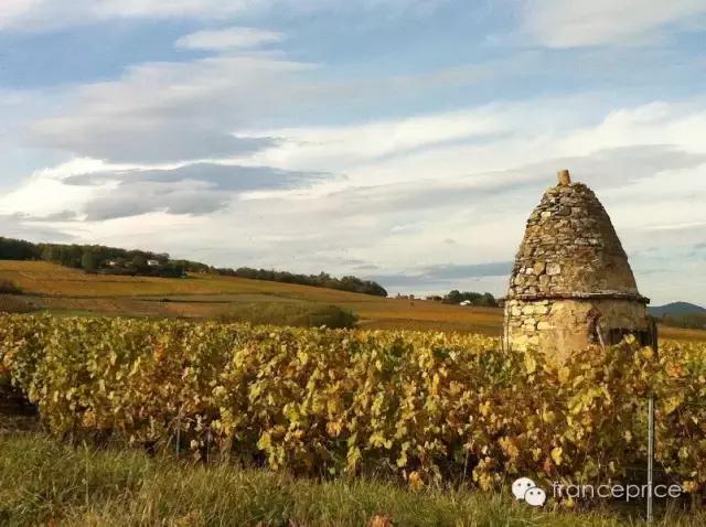法国博若莱康帝旧桶红酒怎么样,法国2023年博若莱新酒