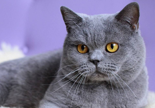 猫咪健康养护的注意事项,猫咪养护的五个注意事项