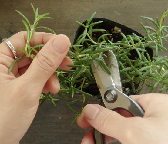 迷迭香枯萎的原因及补救方法,水培迷迭香为什么枯萎了