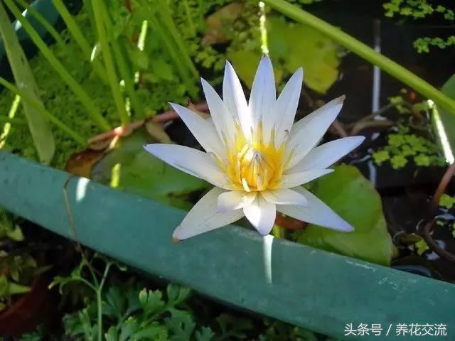 请问睡莲种子应该怎么养才能发芽,睡莲怎么养才能养好