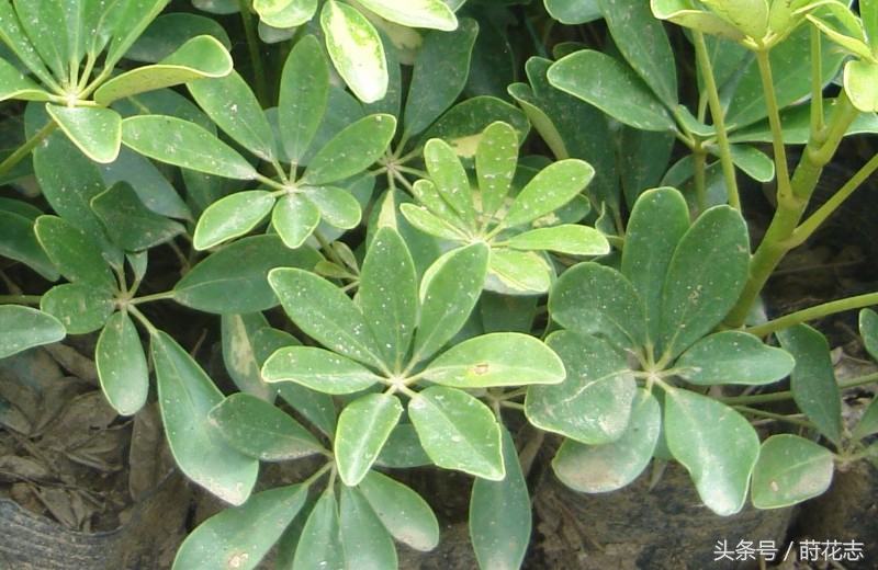 真正发财树和仿真发财树的区别,真正的发财树是什么样的呢