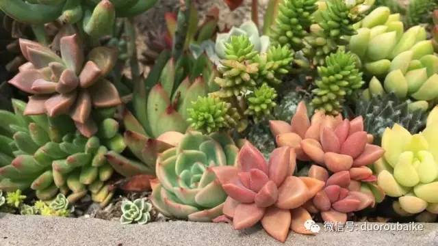 如何拒绝多肉伸手党,多肉伸手的正确方式