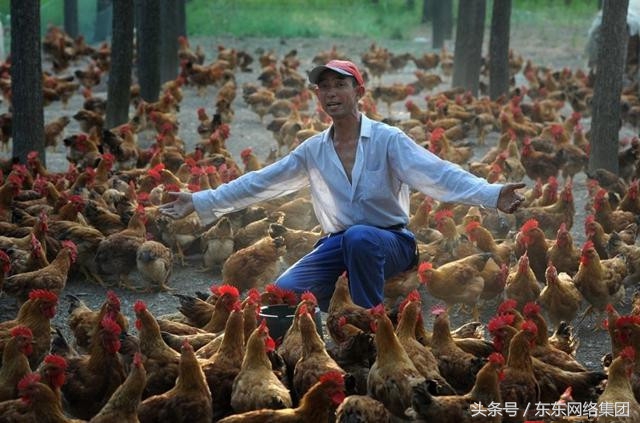 养鸡过程中常见问题及解答方案,养鸡中的问题及答案