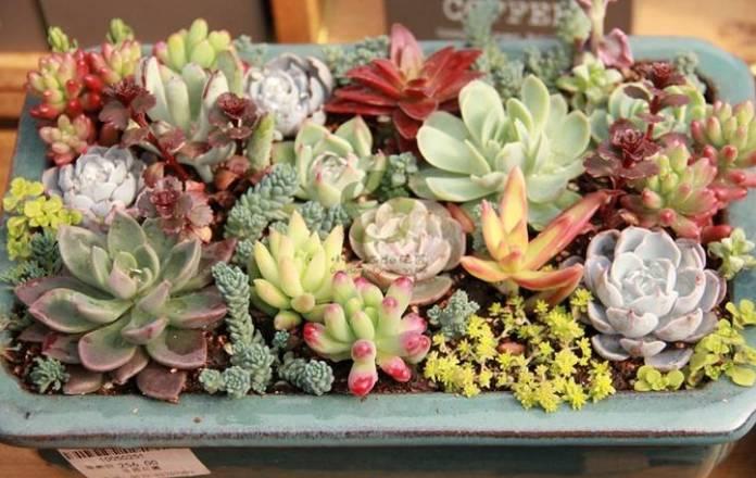 逆天了中国吃货!多肉植物炒肉吃!