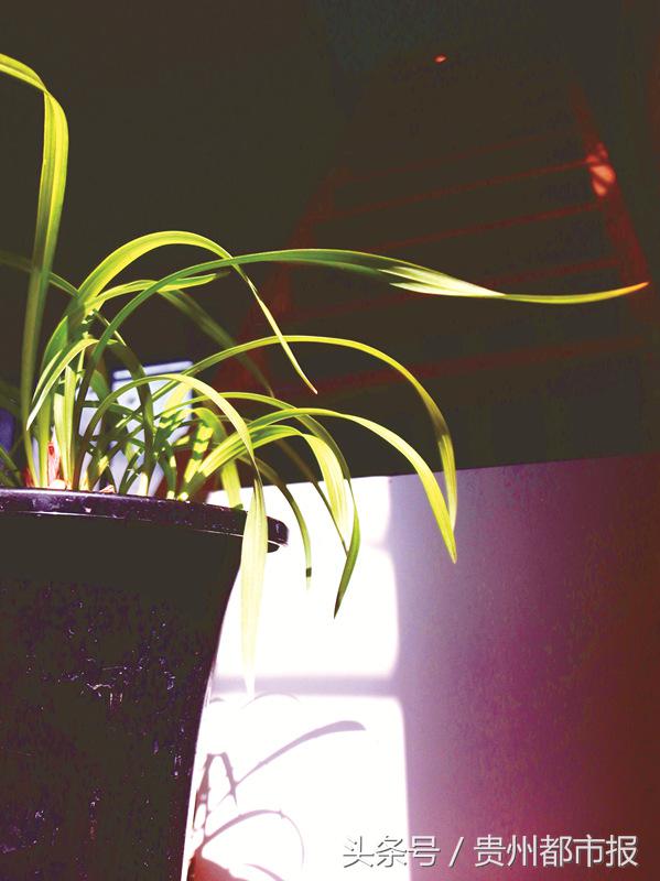 化腐朽为神奇！兰农手中买下两株春兰，渣渣坡上种出金奖