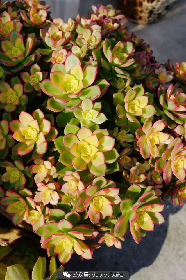 多肉新手入坑10大误区,多肉入坑法师