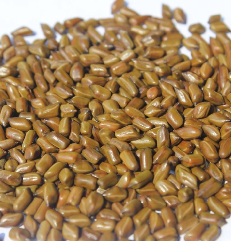 清肝明目的草药决明子,炒决明子润肠通便