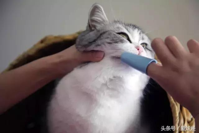 热门网红猫咪牙刷测评,猫咪牙刷测评红黑榜