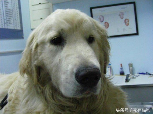 金毛因患犬瘟被主人狠心抛弃，医生建议安乐死，结果存活了下来！