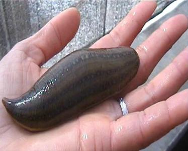 男子害死降头师,降头师死亡真相