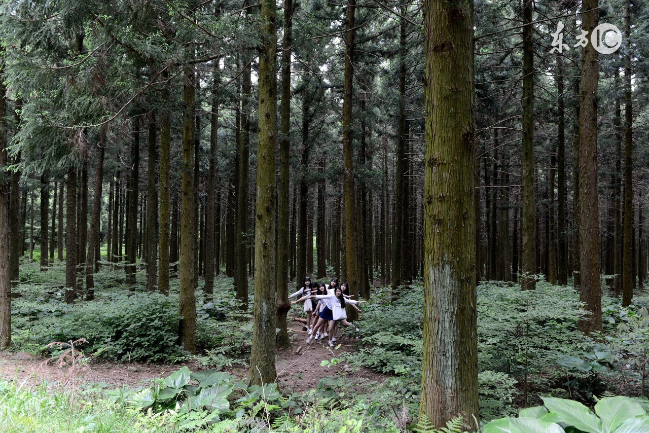 在农村砍伐木材,砍伐耕地上的树木需要经过审批吗