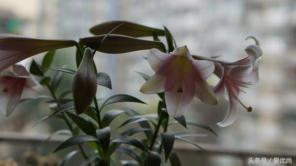 百合花怎么养最合适,百合花怎么养最好