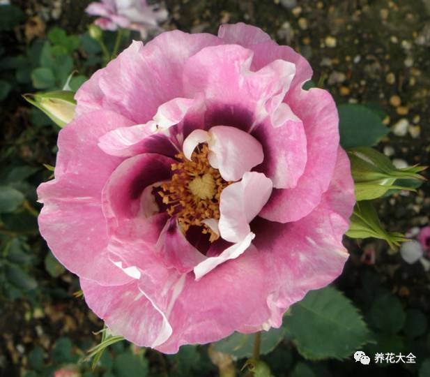 最美最高端的30款月季 (十种绝美的月季)