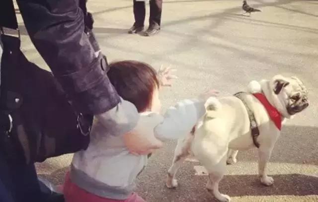 简单粗暴撸狗,撸狗的正确撸法