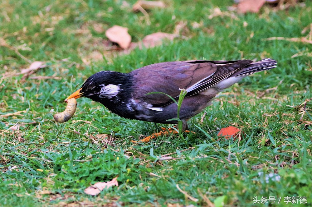 灰掠鸟大餐白土蚕