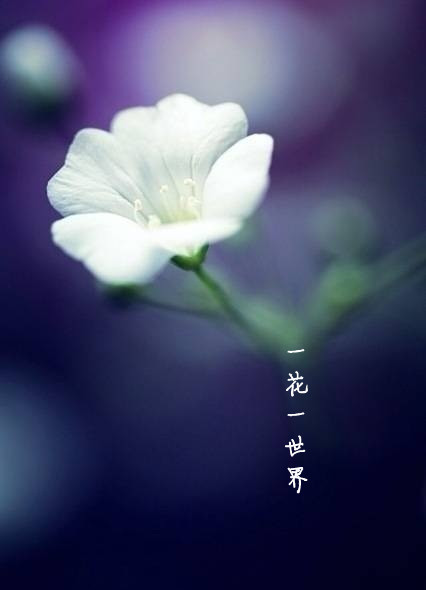 一方一净土一笑一尘缘一念一清净,一方一净土一叶一菩提