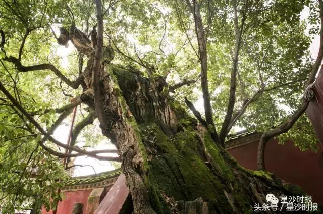 道韵㮾梨，和美水乡，一起去这千年古镇，赴一场穿越之旅可好？