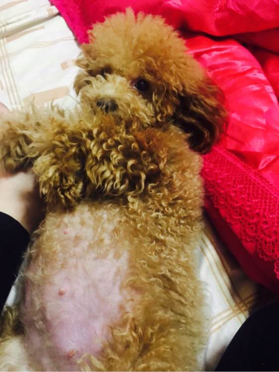 狗狗怀孕40天肚子多大泰迪,怀孕的狗狗生产要多久