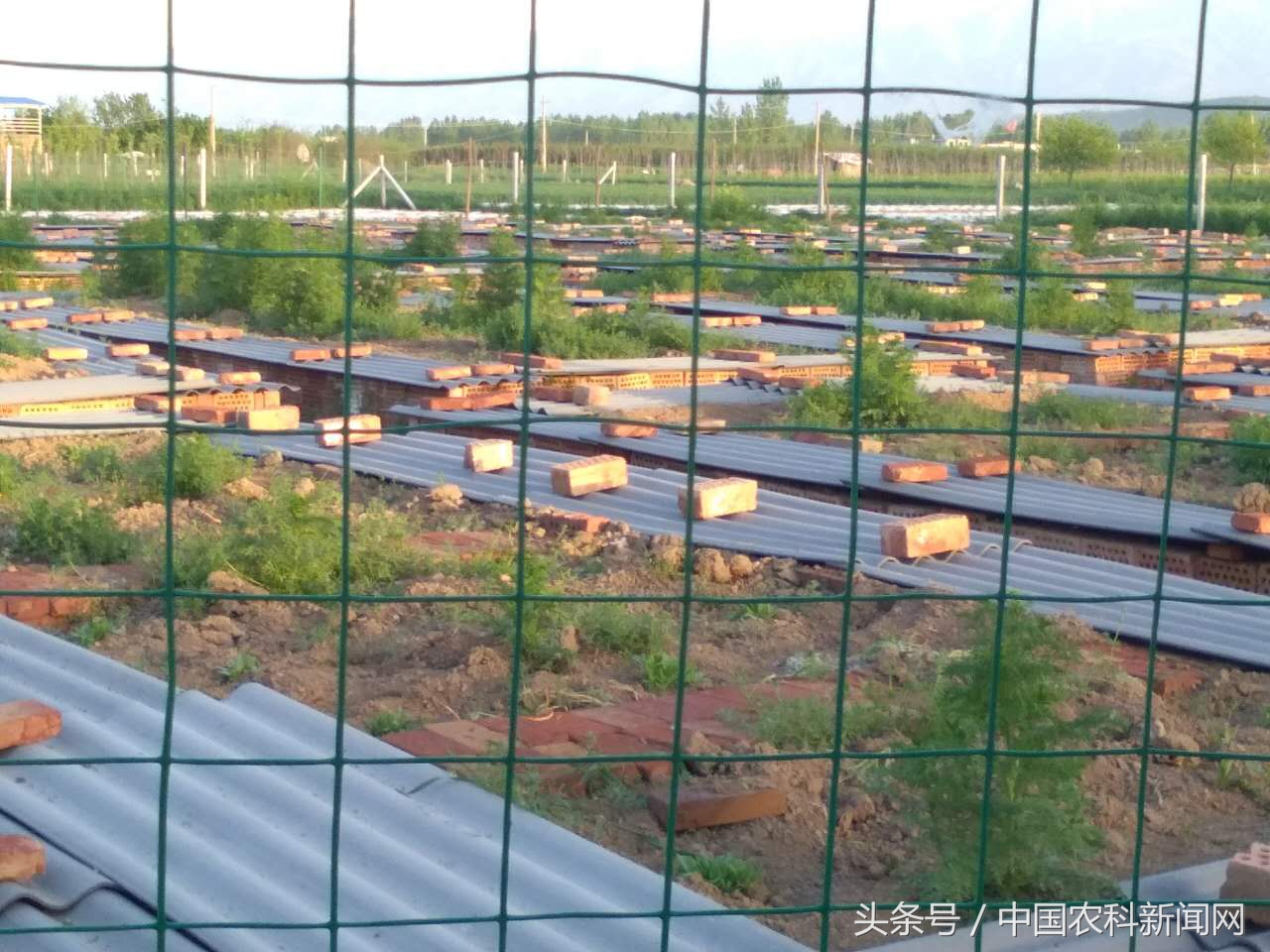 蝎子怎么养视频教程,养殖蝎子真的赚钱吗