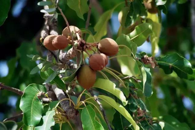 美妆干货:乳木果和牛油果是不是同一个东西?