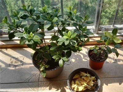 栀子花黄叶什么原因怎样管理才好,栀子花黄叶的原因及处理方法图片