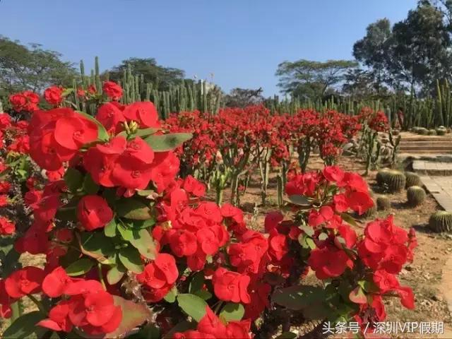 从化毅华温泉特色,从化毅华温泉旅游攻略