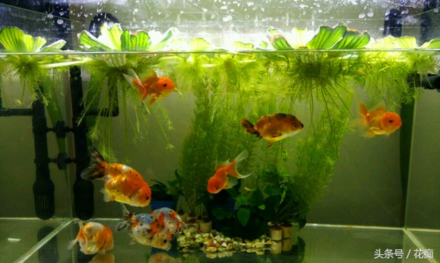 芙蓉莲耐寒吗,芙蓉莲是水上叶还是水下叶