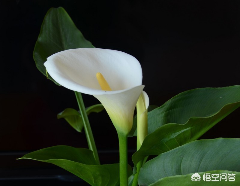 马蹄莲怎么养护注意什么,马蹄莲为什么养着养着就黄了