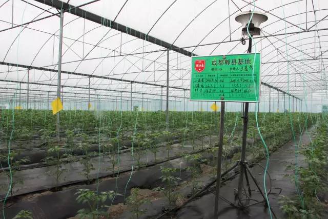 城事|小作物+大数据湖西岛有机农庄构筑农业创新“最强大脑”