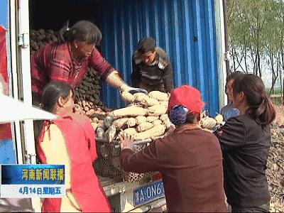 杞县蒜苔最新消息,尉氏县蒜苔