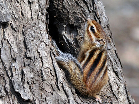 金花松鼠可以吃熟玉米吗,金花松鼠可以吃花生吗