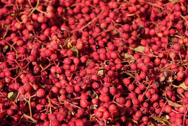 听说你们四川人有种毒，服下会有种不可描述的肉麻