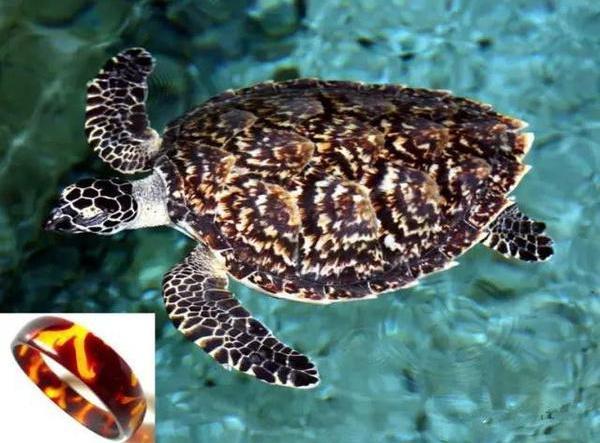 螺钿大柜以前是用砗磲做的吗,古代的海洋珍宝玳瑁