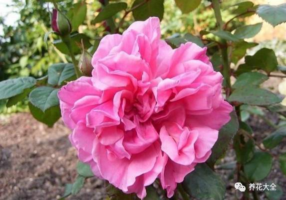 最美的十款月季品种推荐 (十种绝美的月季)