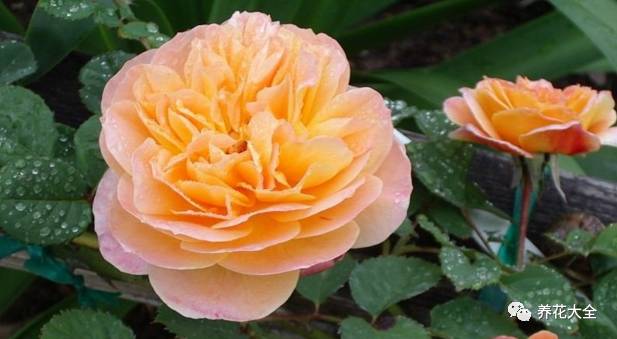 最美的十款月季品种推荐 (十种绝美的月季)