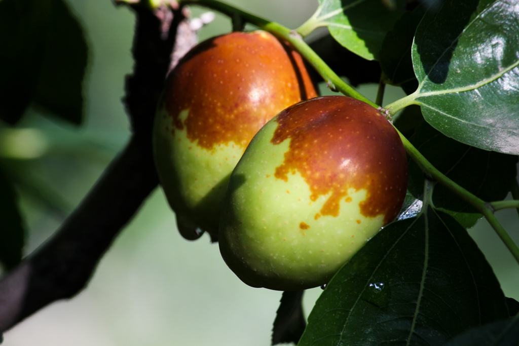 大枣有补益脾胃的功效吗,大枣健脾还伤脾