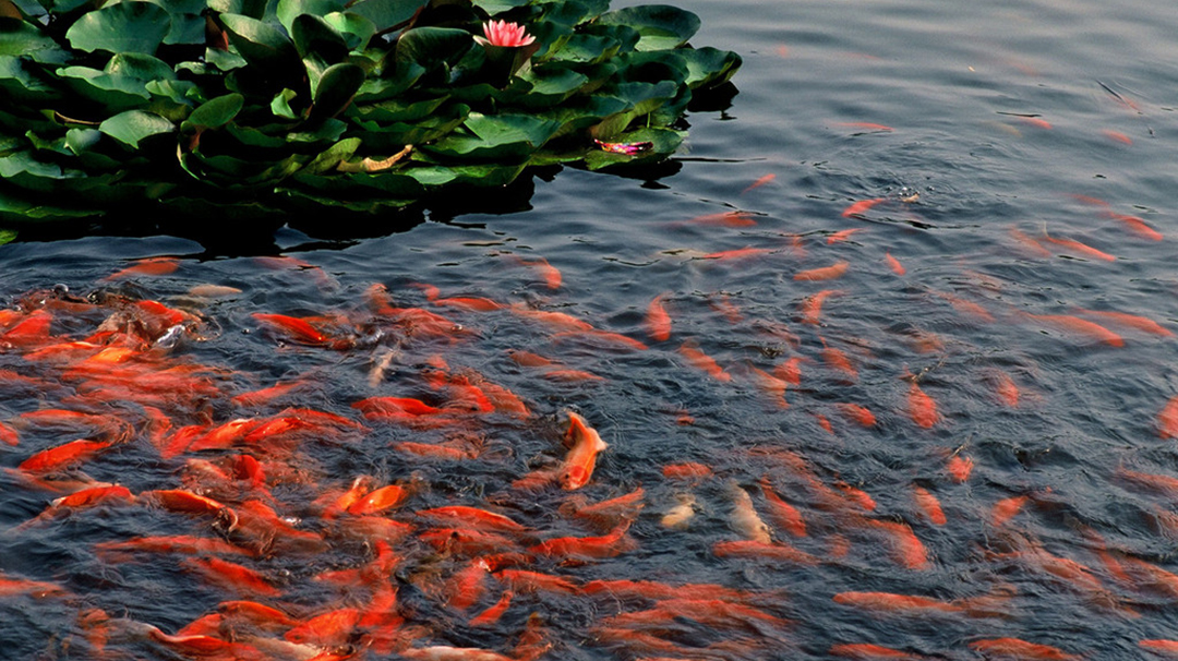 想养金鱼从什么品种入手,好养的金鱼品种推荐