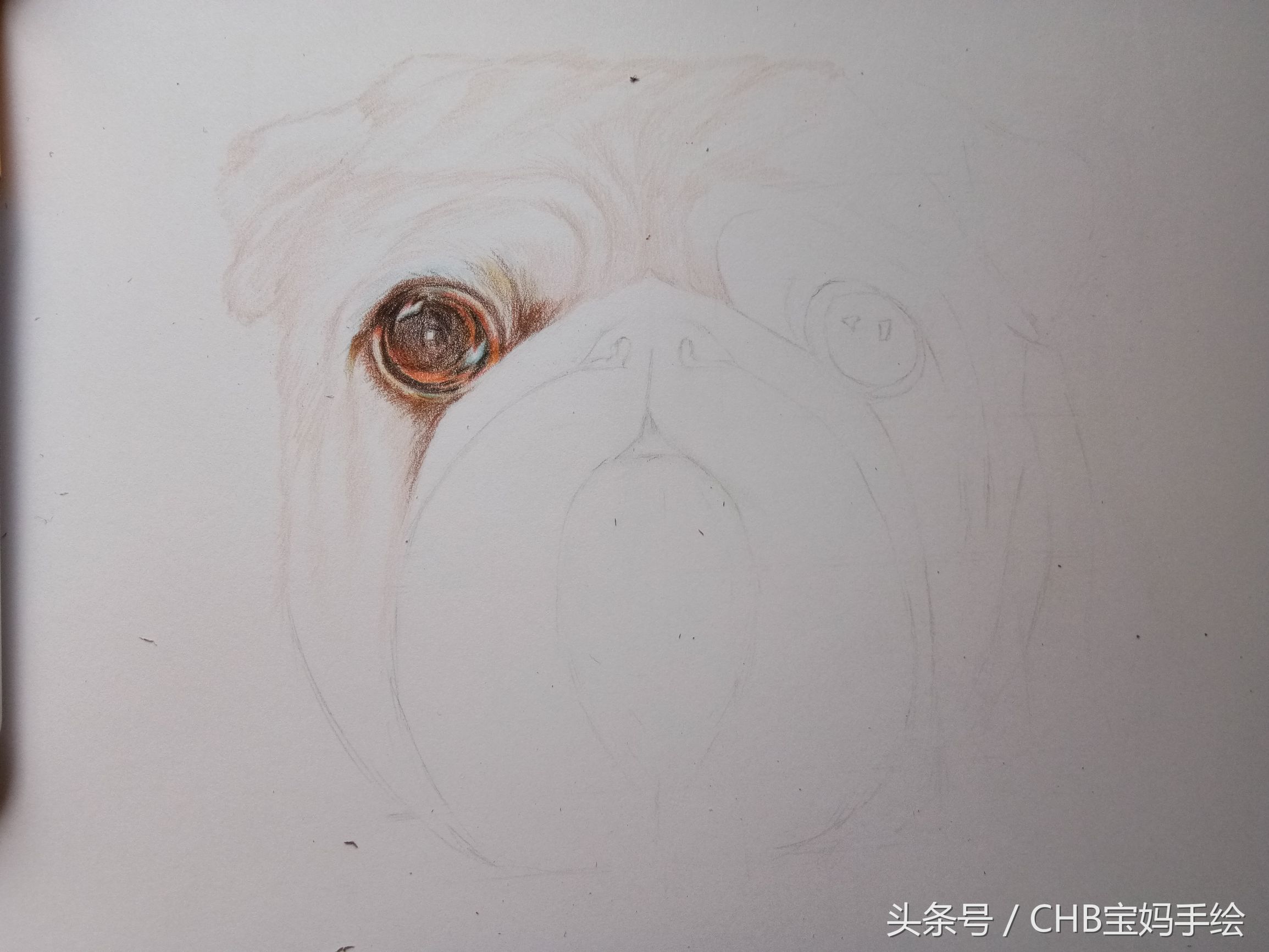 彩铅绘画入门零基础小狗,零基础学铅笔画入门小狗