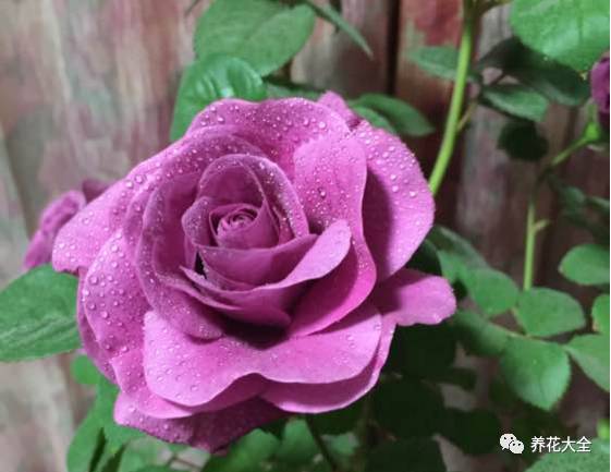 最美最高端的30款月季 (十种绝美的月季)