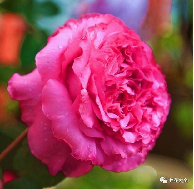 最美的十款月季品种推荐 (十种绝美的月季)