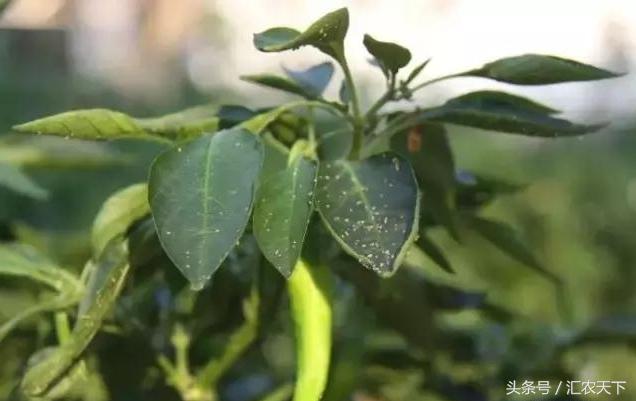 夏季苗木的养护与管理,立夏后苗木养护